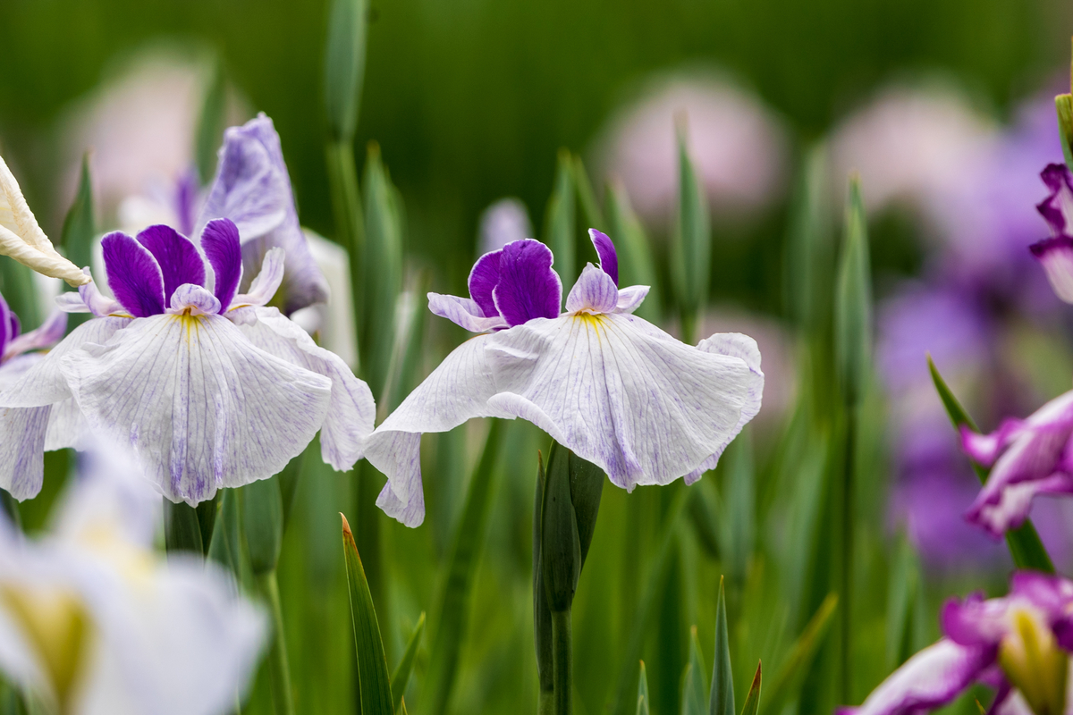 f:id:pony3:20200609135703j:plain