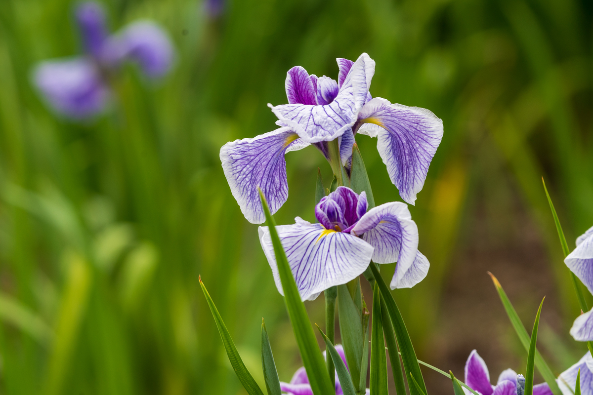 f:id:pony3:20200609135724j:plain