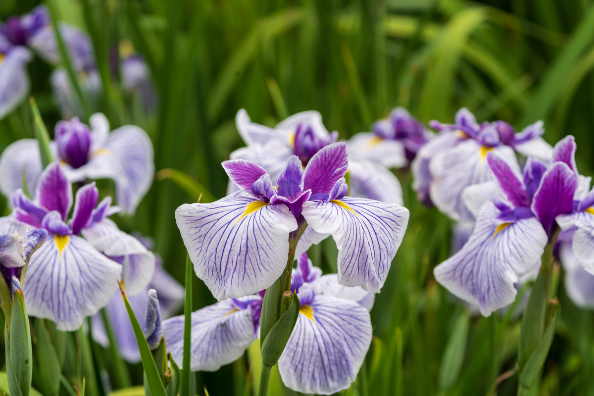 f:id:pony3:20200609135746j:plain