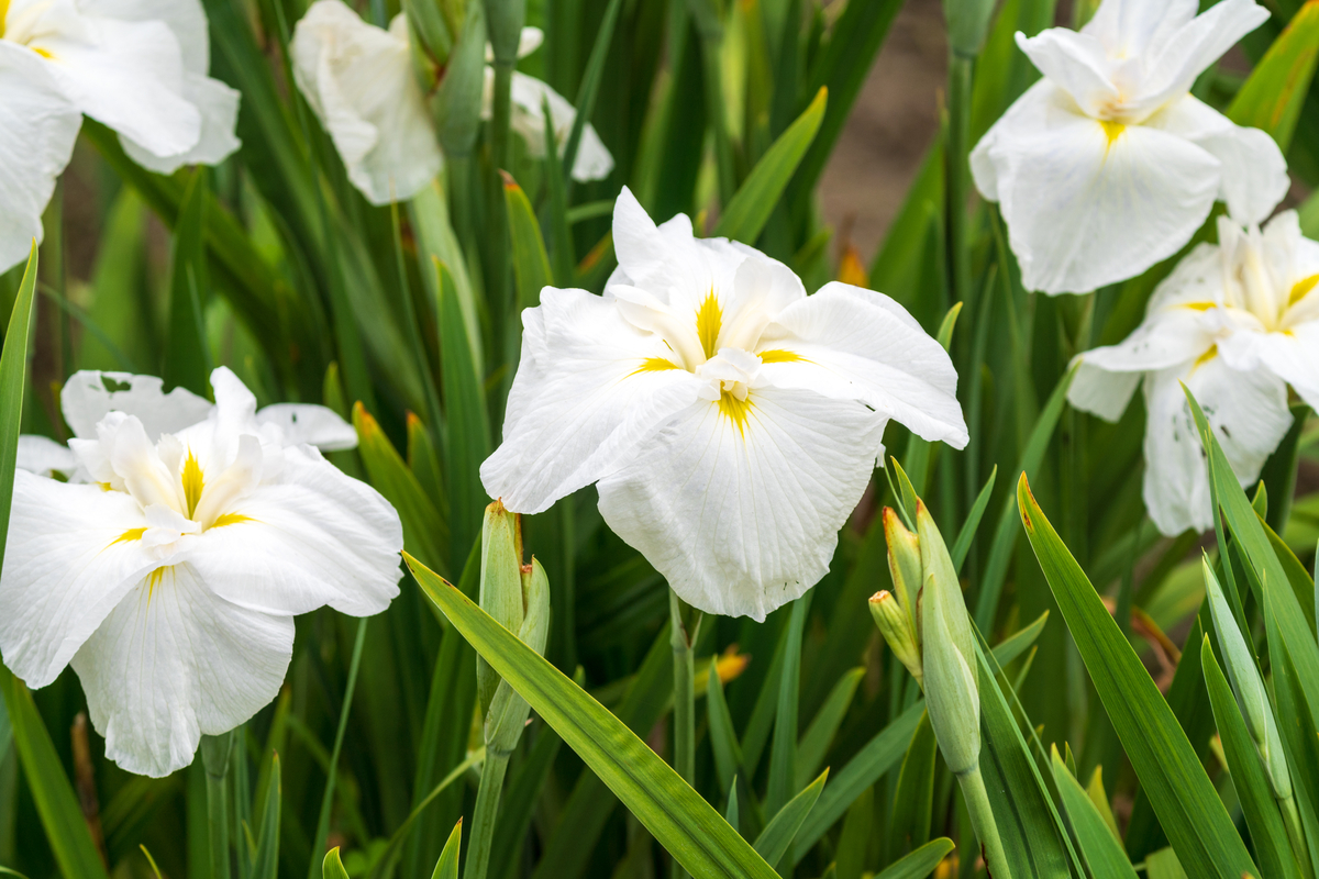 f:id:pony3:20200609135805j:plain