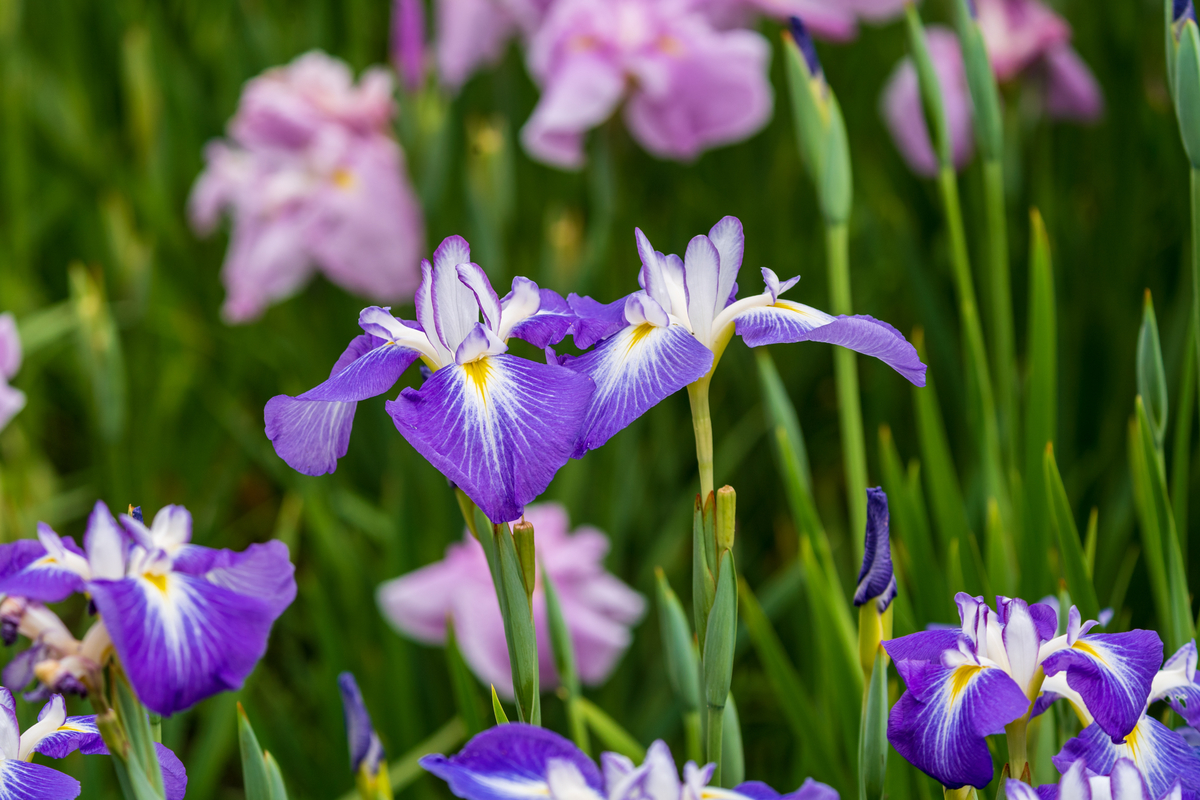 f:id:pony3:20200609135852j:plain