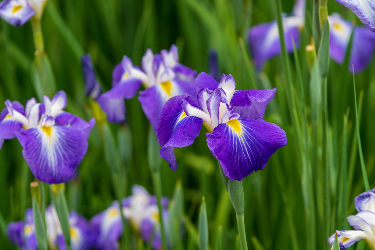 f:id:pony3:20200609135914j:plain