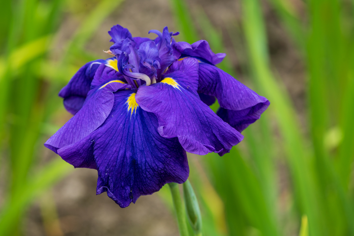 f:id:pony3:20200609135932j:plain