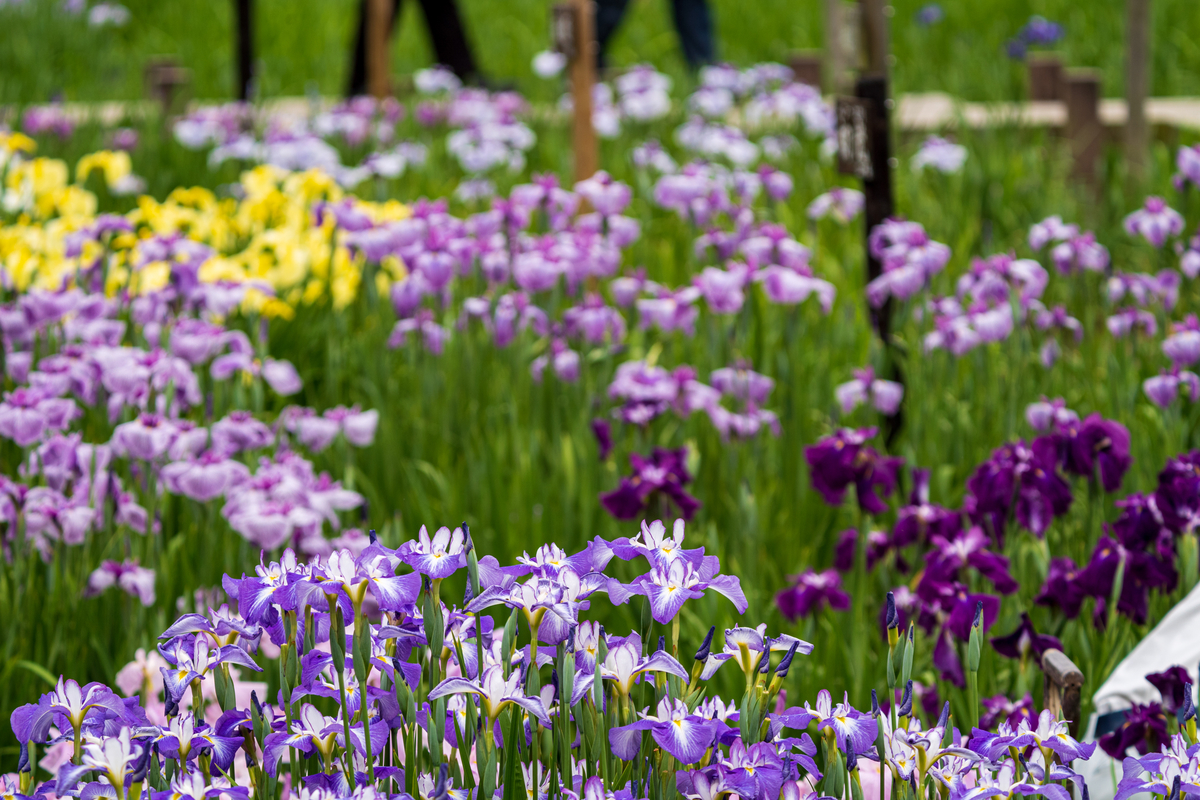 f:id:pony3:20200609135953j:plain