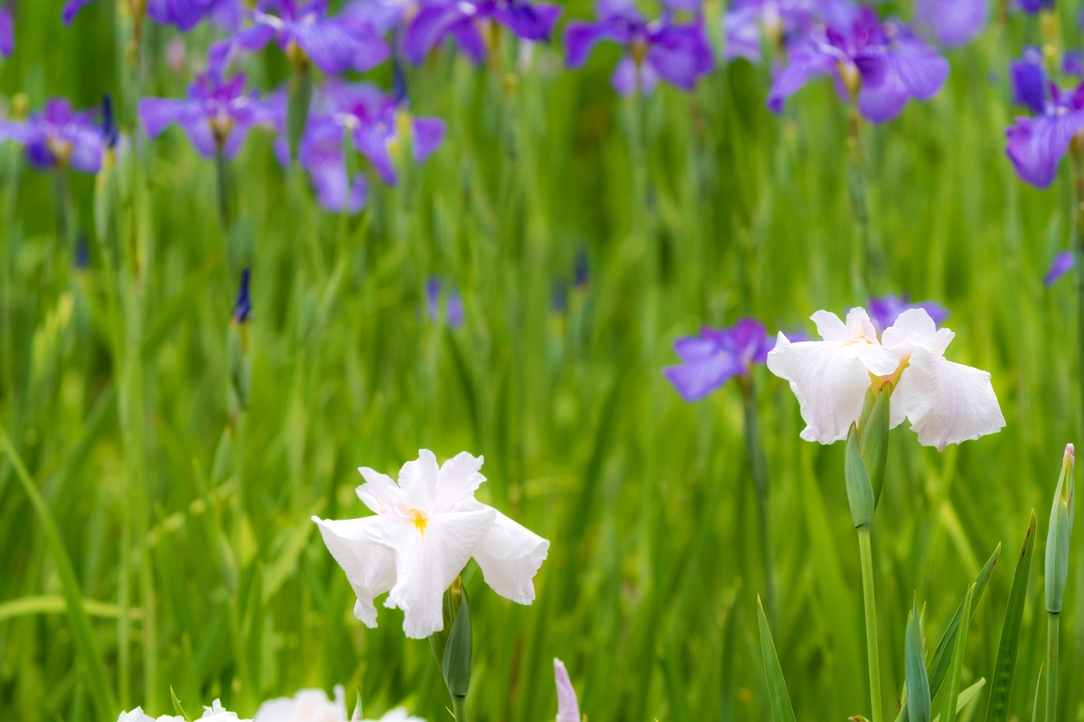 f:id:pony3:20200609140011j:plain