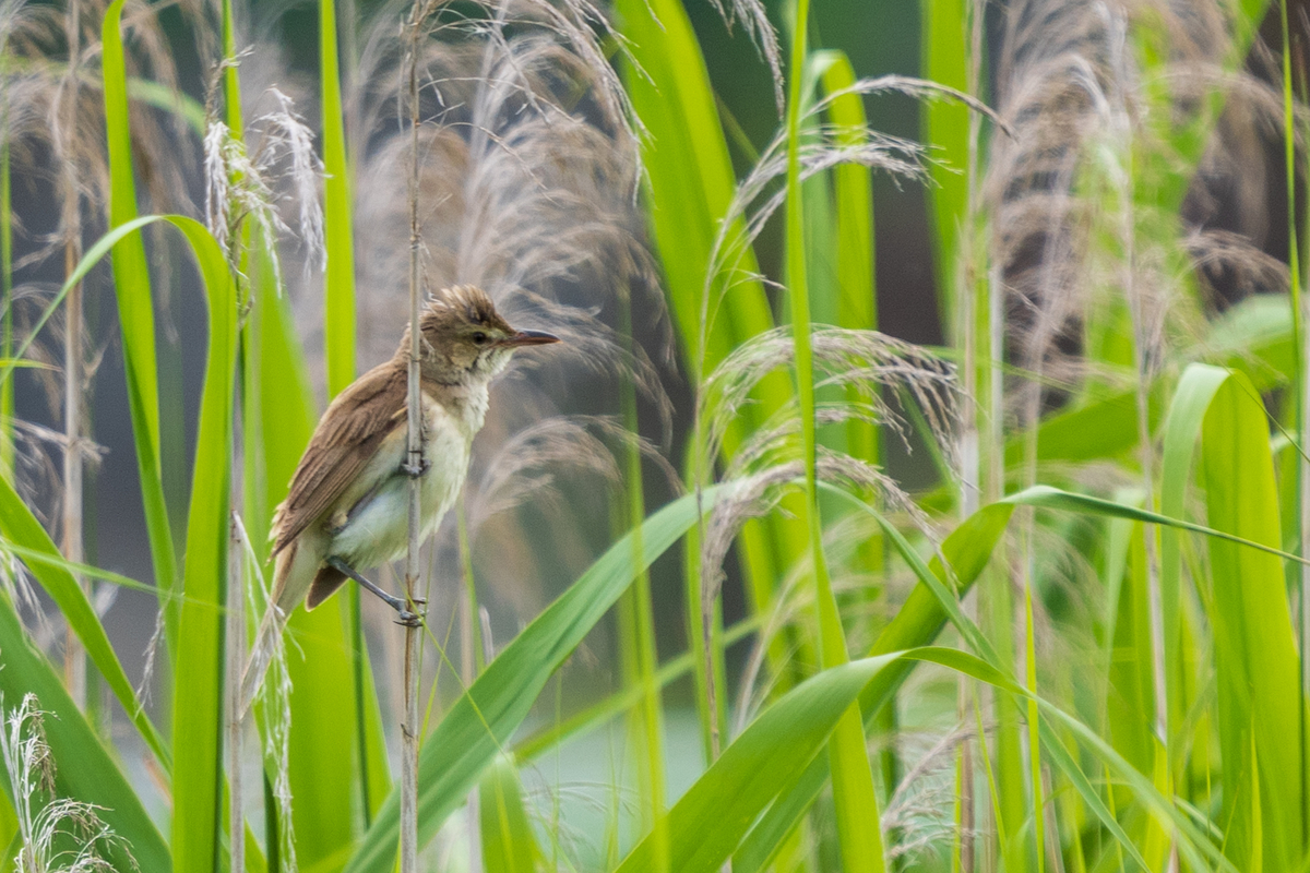 f:id:pony3:20200621164324j:plain