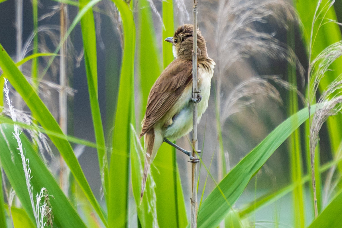 f:id:pony3:20200621164343j:plain