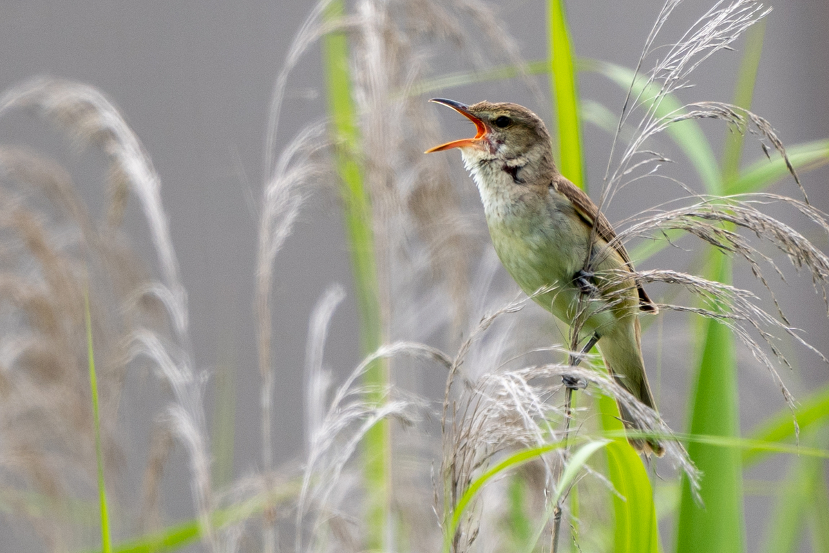 f:id:pony3:20200621164408j:plain