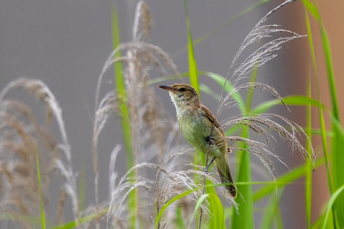 f:id:pony3:20200621164552j:plain