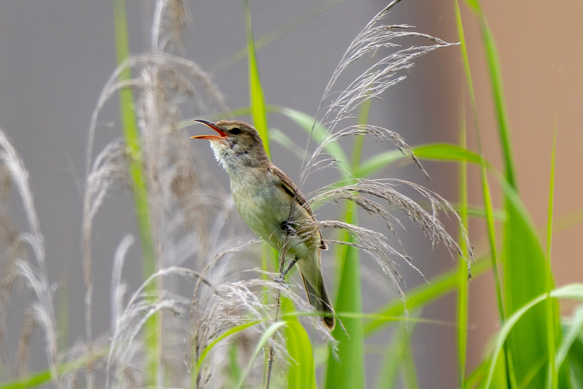 f:id:pony3:20200621164613j:plain