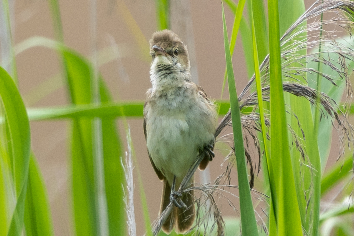 f:id:pony3:20200621164657j:plain