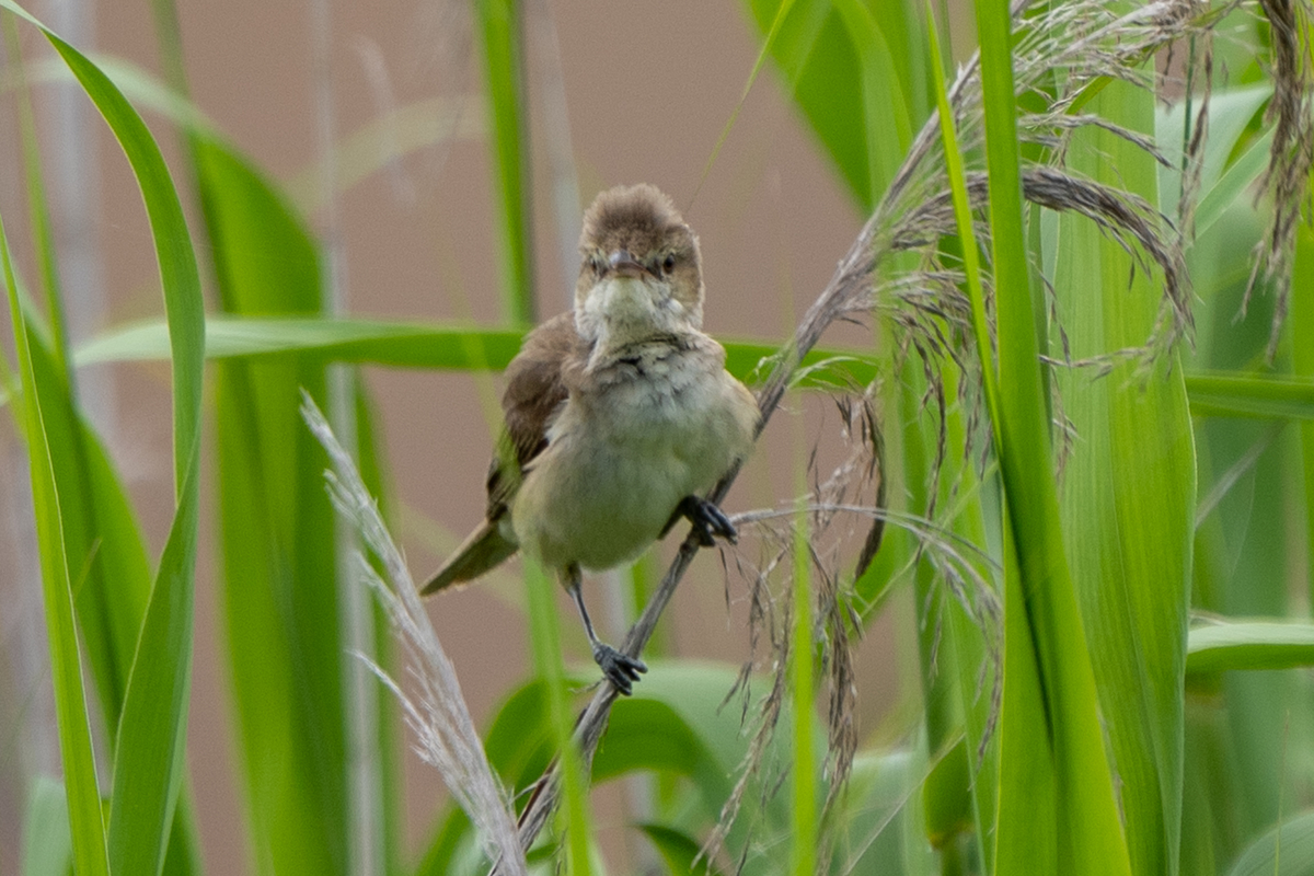 f:id:pony3:20200621164721j:plain