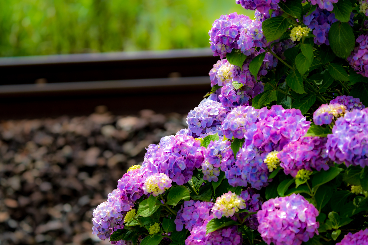 f:id:pony3:20200621164930j:plain