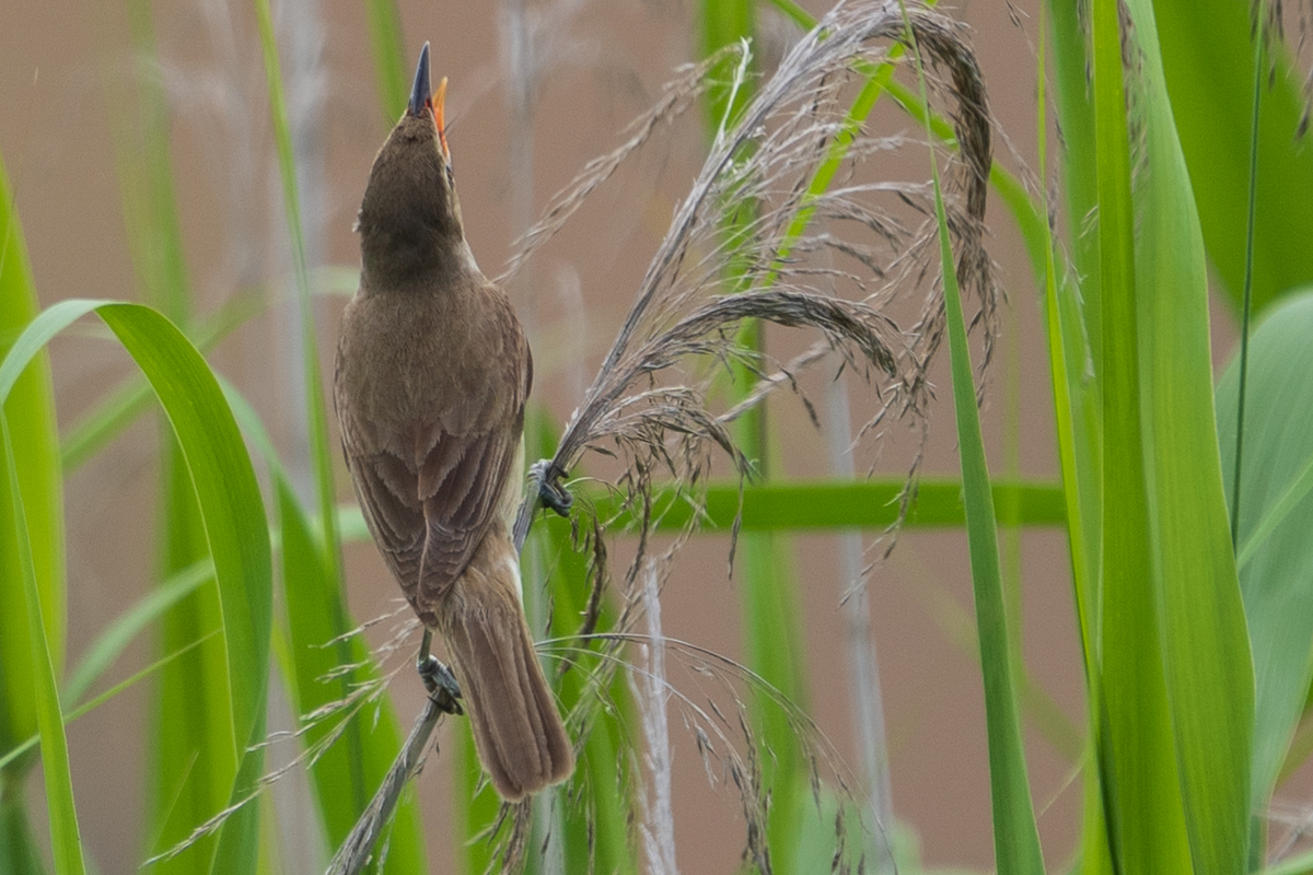 f:id:pony3:20200621165256j:plain