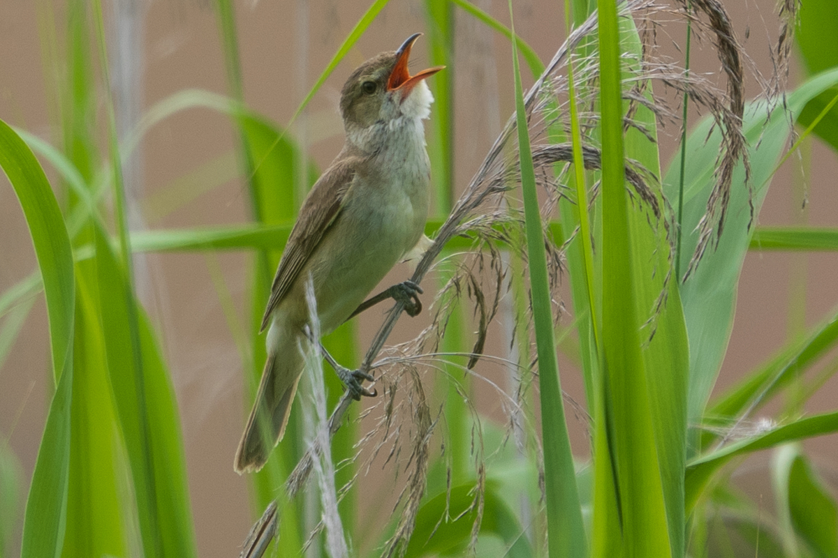 f:id:pony3:20200621165319j:plain