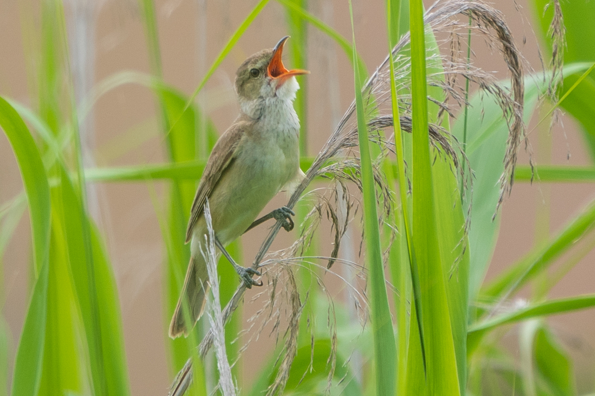 f:id:pony3:20200621165350j:plain