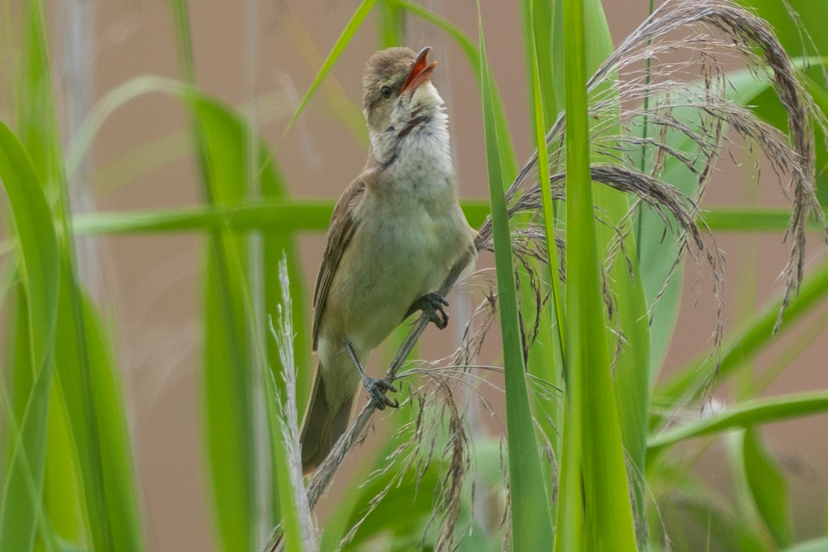 f:id:pony3:20200621165417j:plain