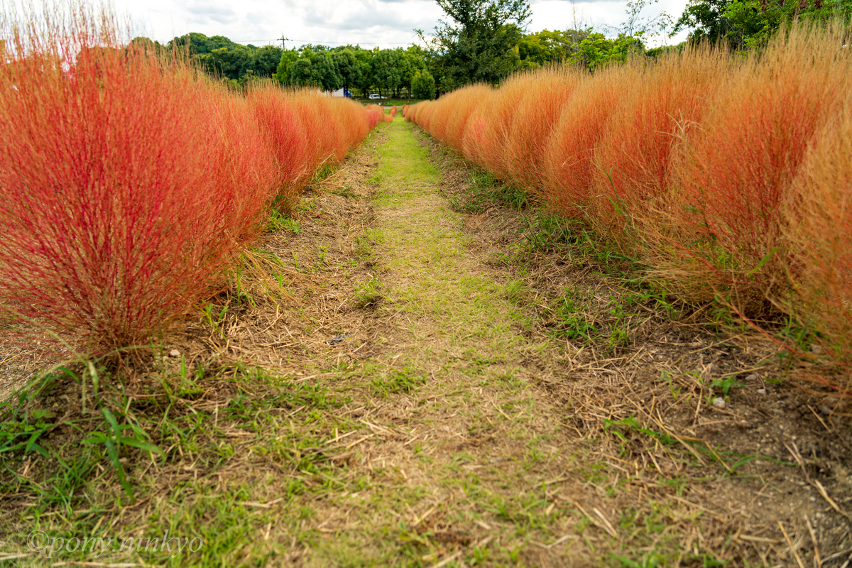 f:id:pony3:20200930175542j:plain