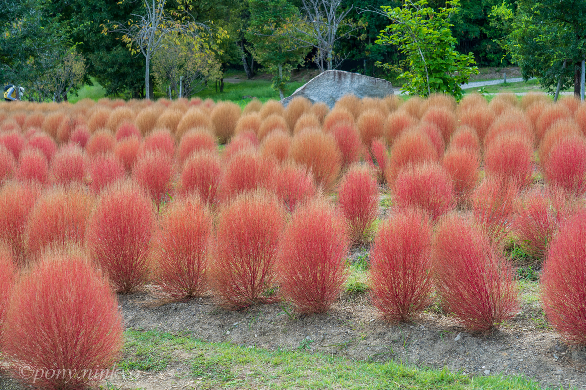 f:id:pony3:20200930175641j:plain