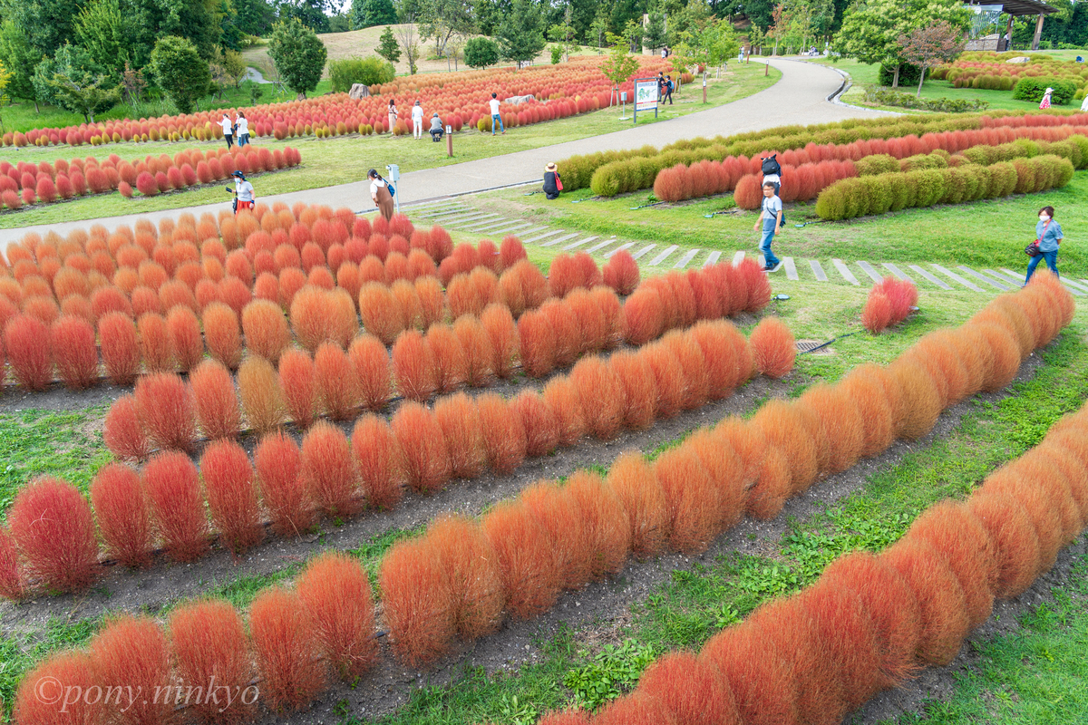 f:id:pony3:20200930175819j:plain