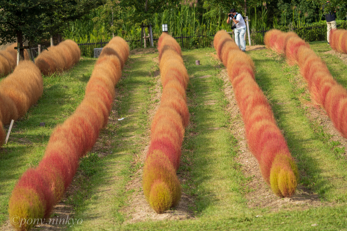 f:id:pony3:20200930175901j:plain