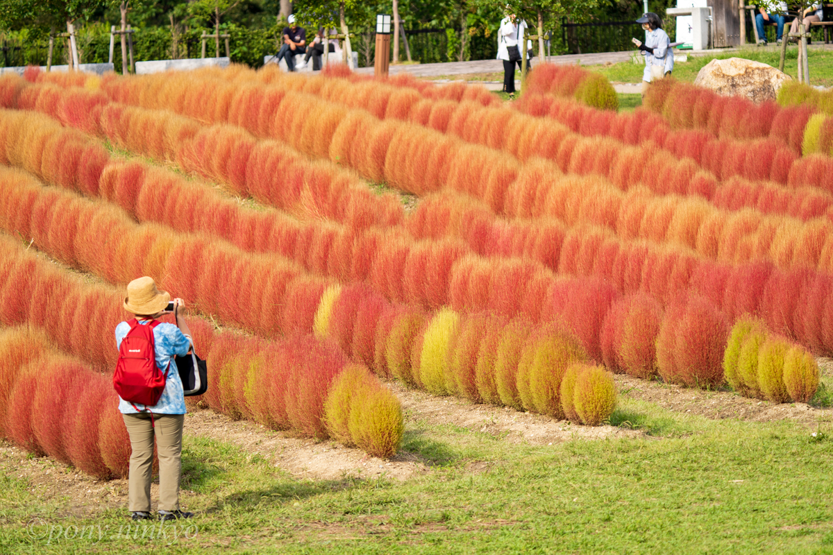 f:id:pony3:20200930175921j:plain