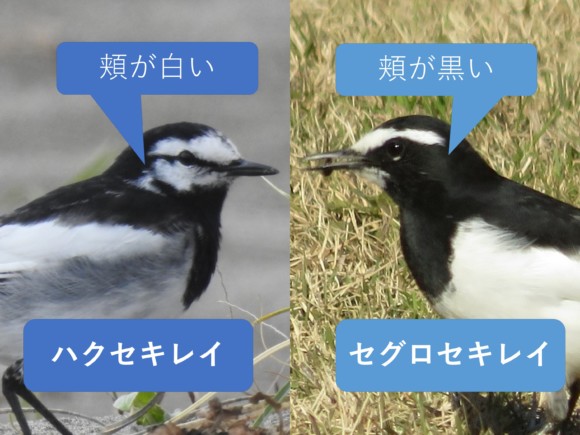 f:id:pony3:20201008183756j:plain f:id:pony3:20201008183756j:plain