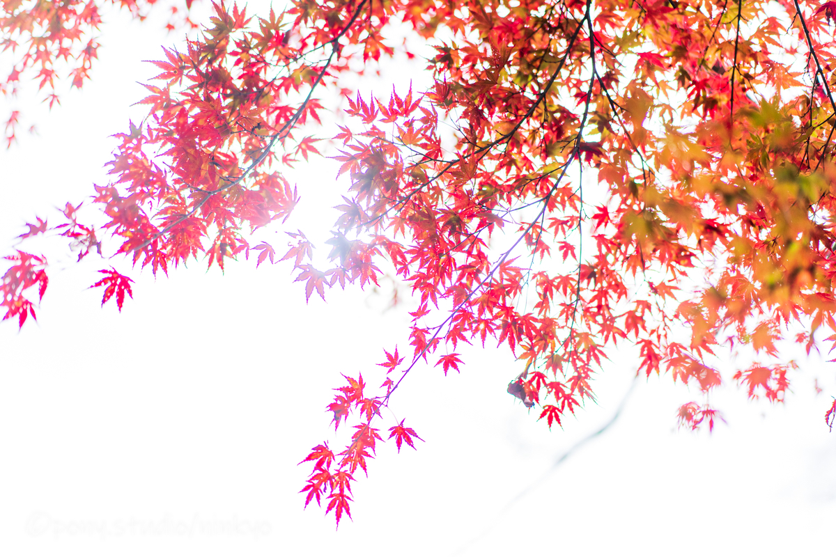 f:id:pony3:20201113193104j:plain