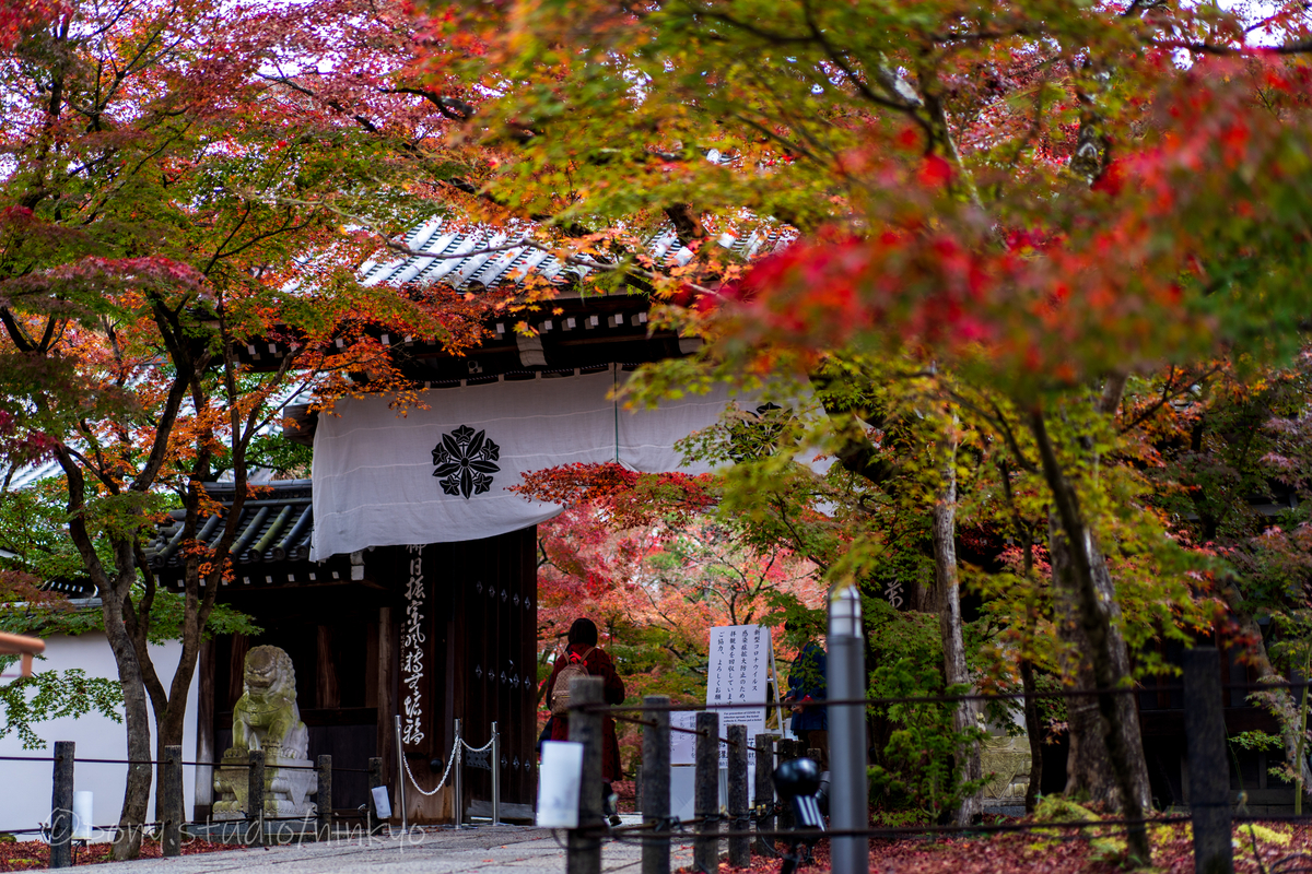 f:id:pony3:20201127062950j:plain