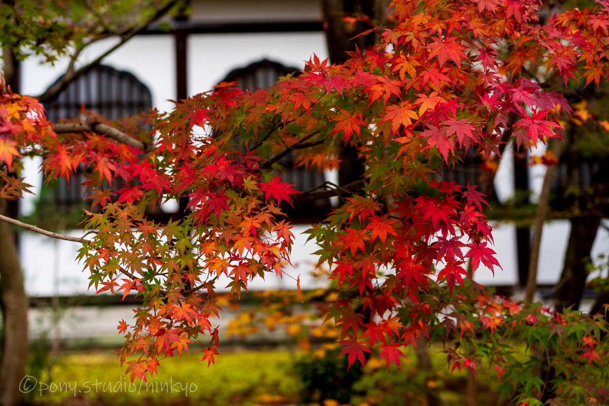 f:id:pony3:20201127063036j:plain