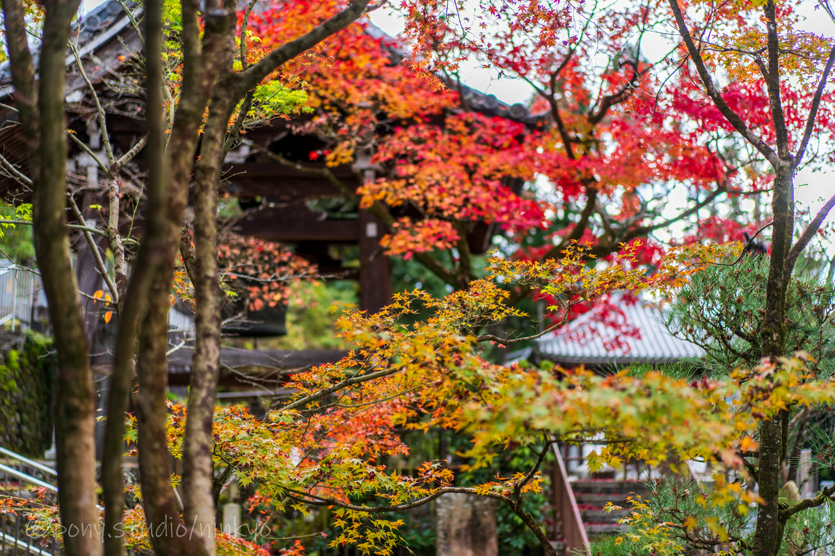 f:id:pony3:20201127063250j:plain