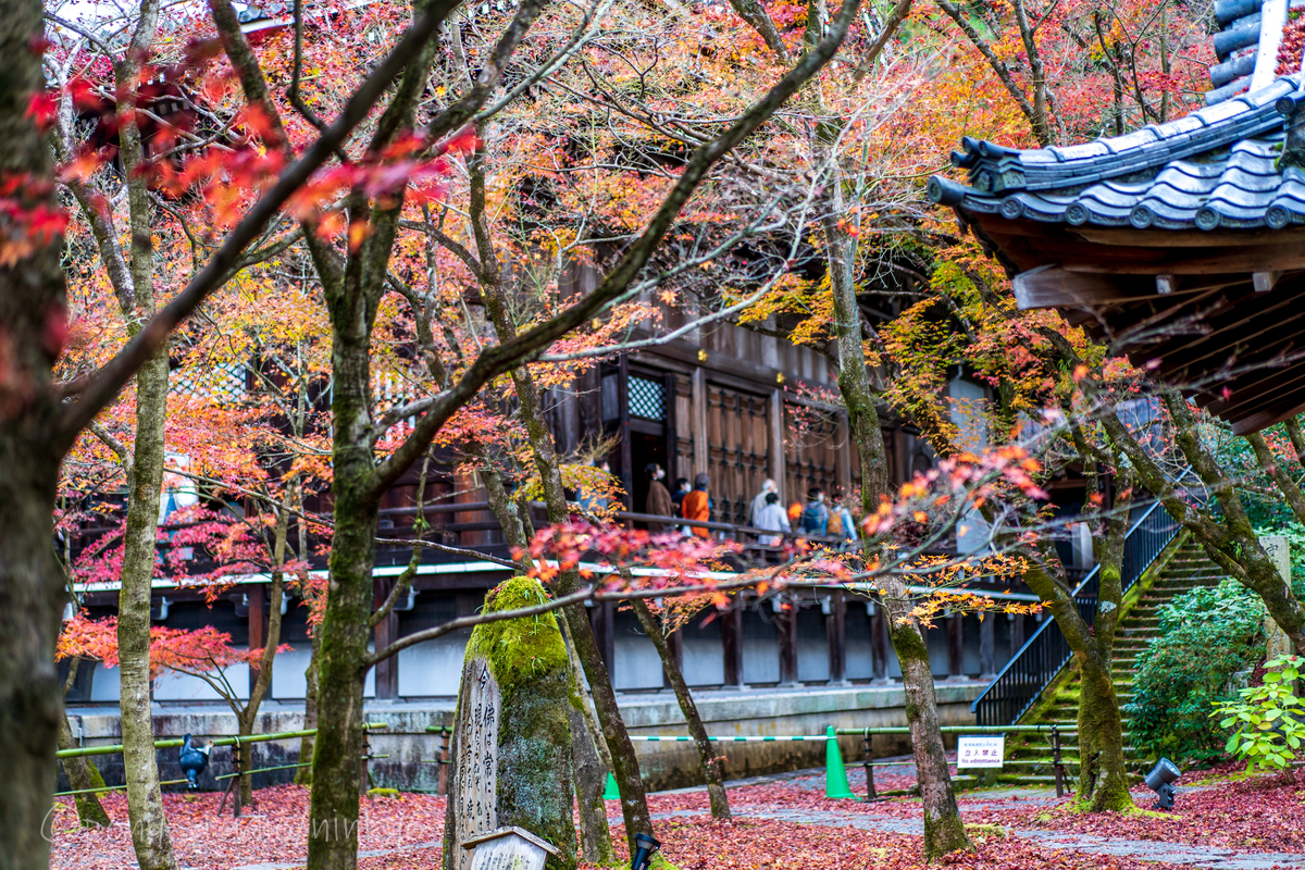 f:id:pony3:20201127063426j:plain