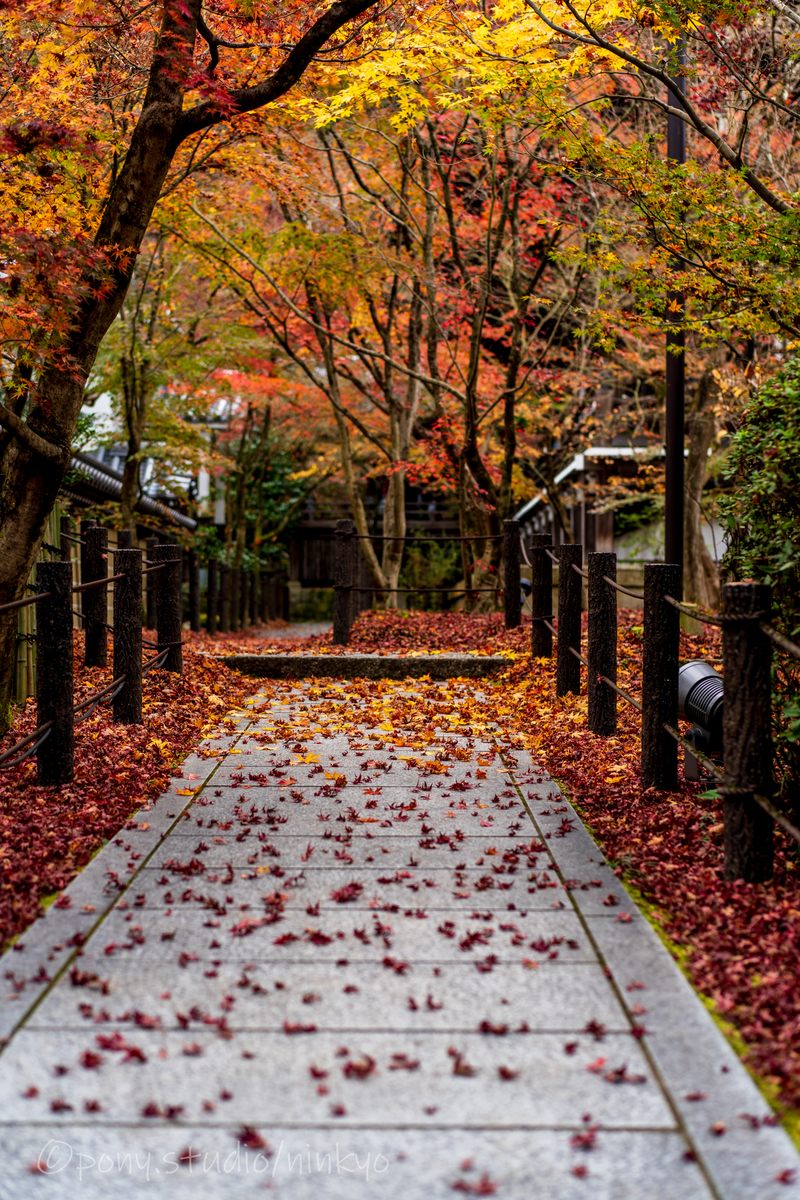 f:id:pony3:20201127063519j:plain