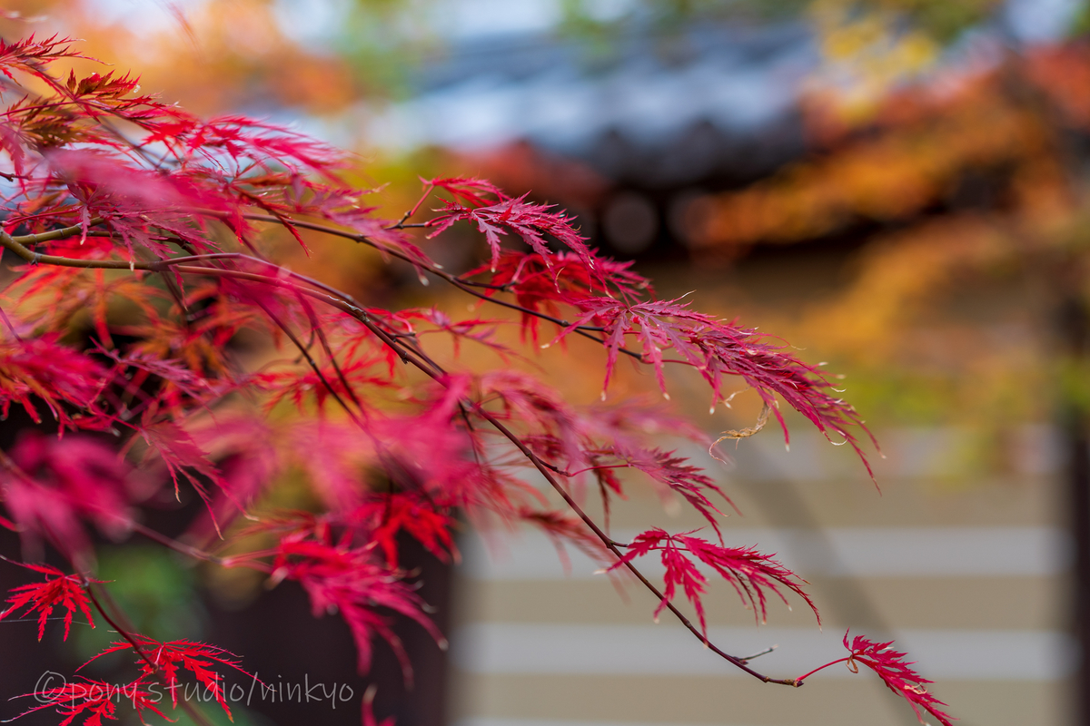 f:id:pony3:20201127063539j:plain