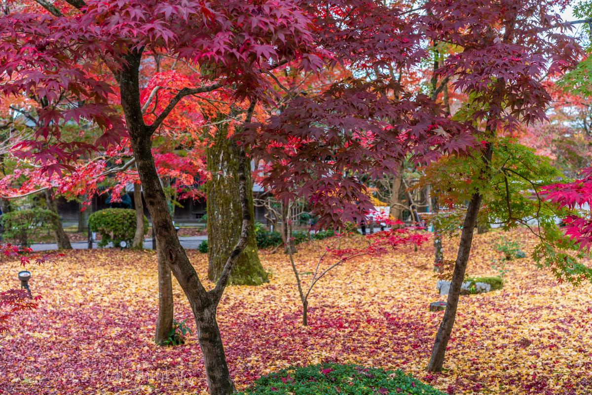 f:id:pony3:20201127063605j:plain