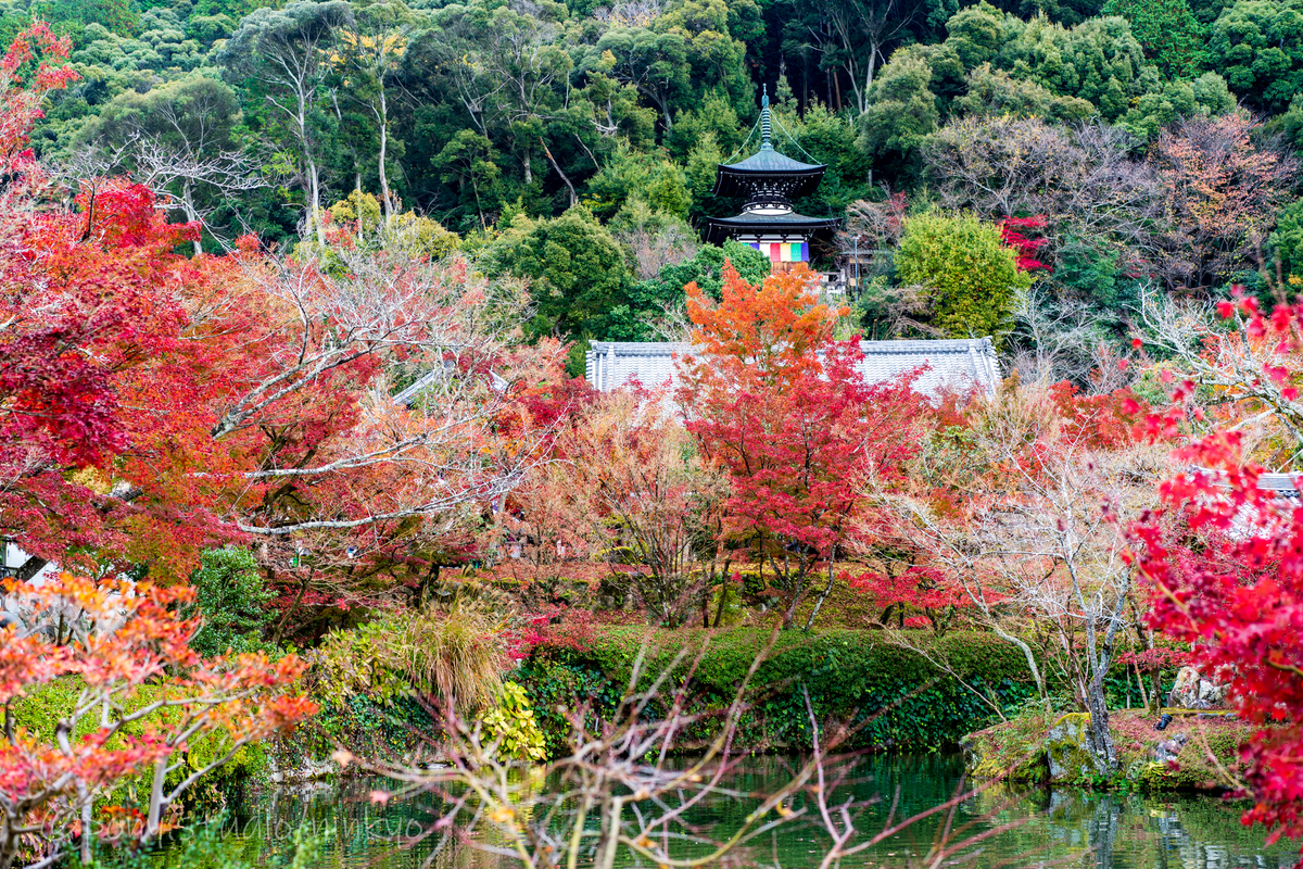 f:id:pony3:20201127063651j:plain