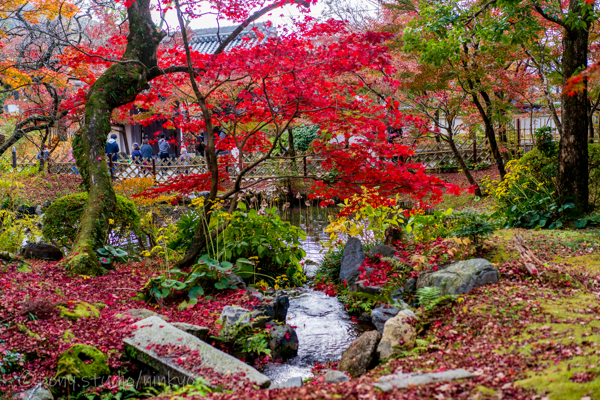 f:id:pony3:20201127063824j:plain