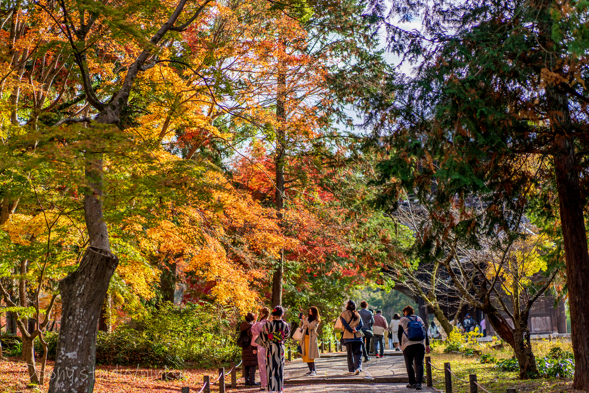 f:id:pony3:20201127063906j:plain