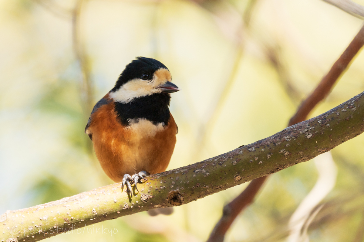 f:id:pony3:20210210183003j:plain