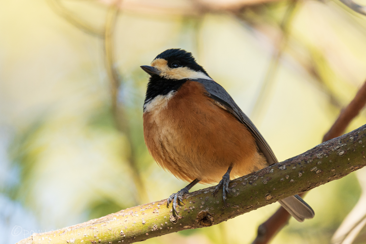 f:id:pony3:20210210183019j:plain