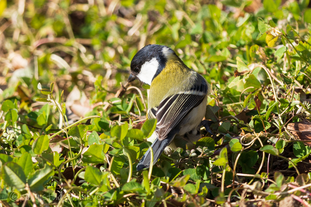 f:id:pony3:20210210183120j:plain