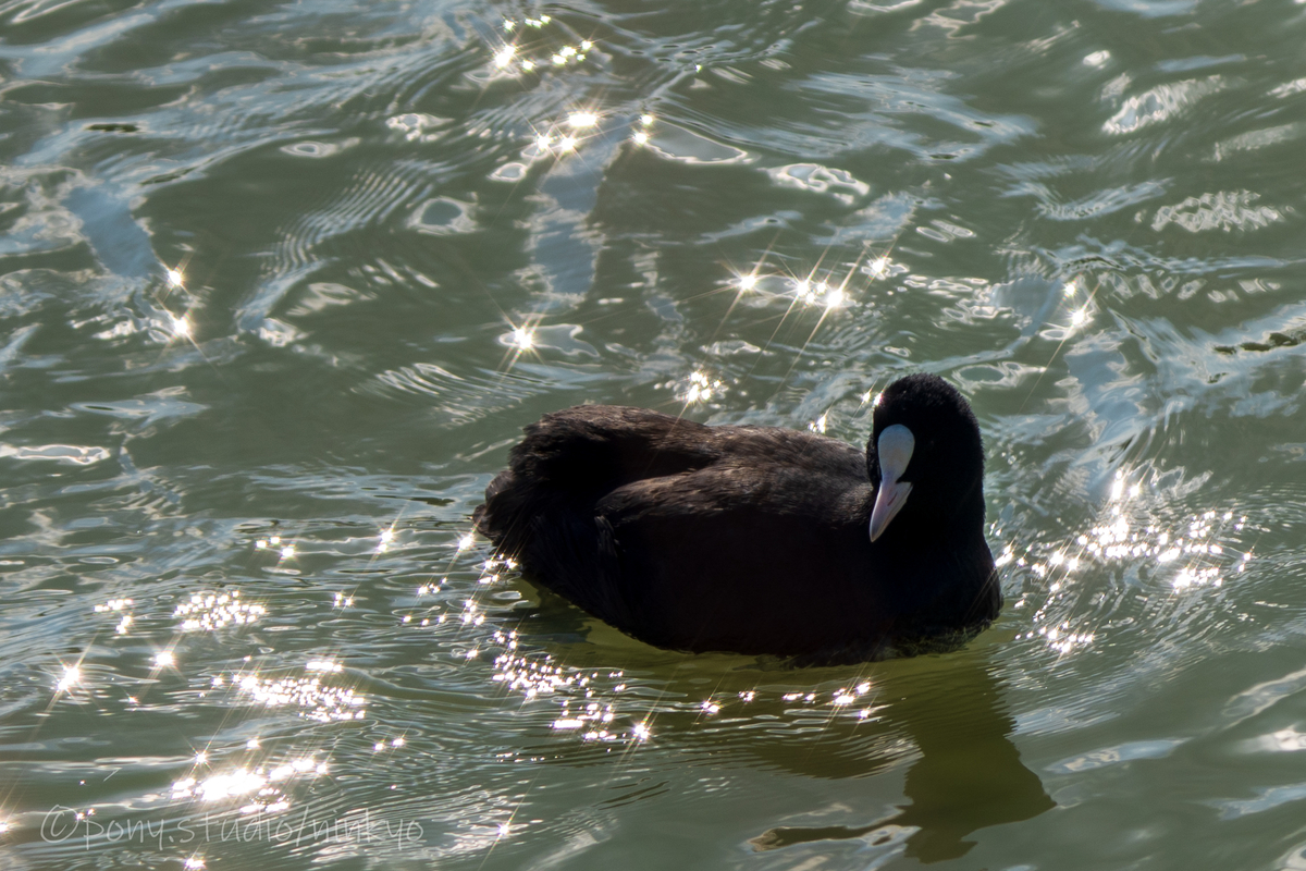 f:id:pony3:20210210183136j:plain