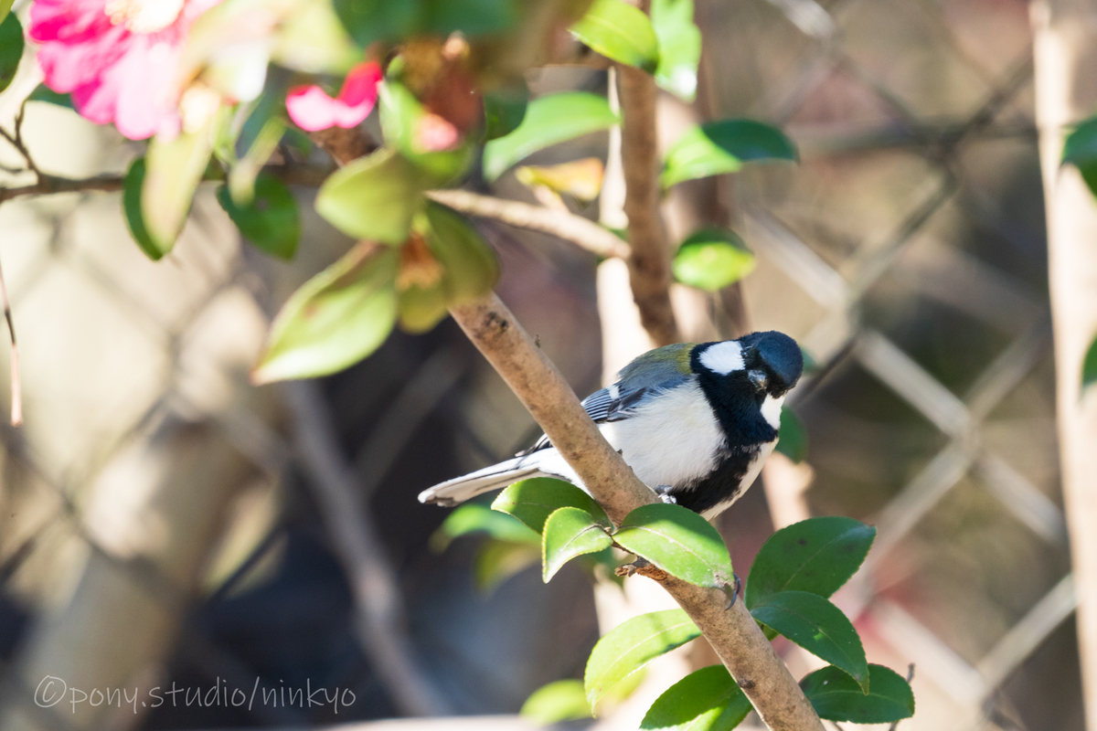 f:id:pony3:20210210183215j:plain