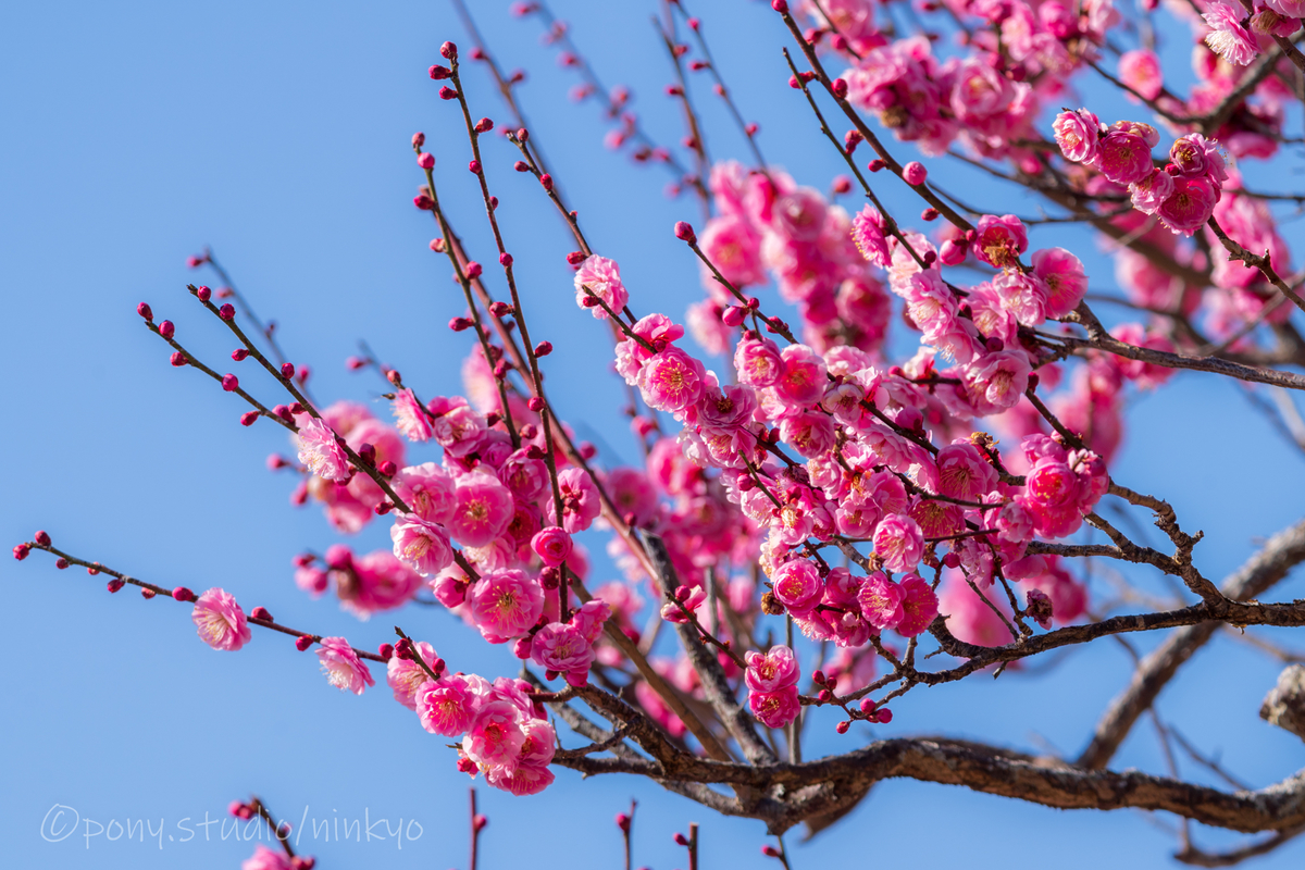 f:id:pony3:20210210183331j:plain