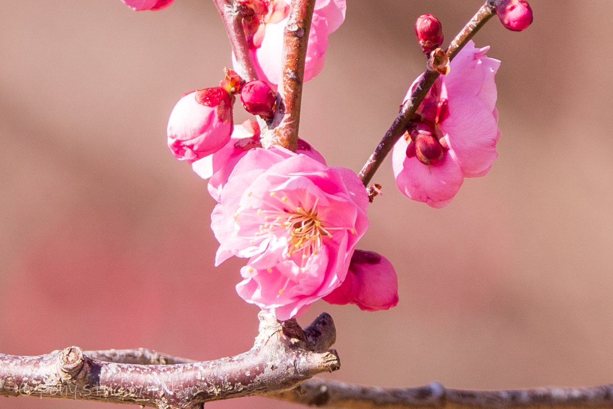 f:id:pony3:20210210183348j:plain