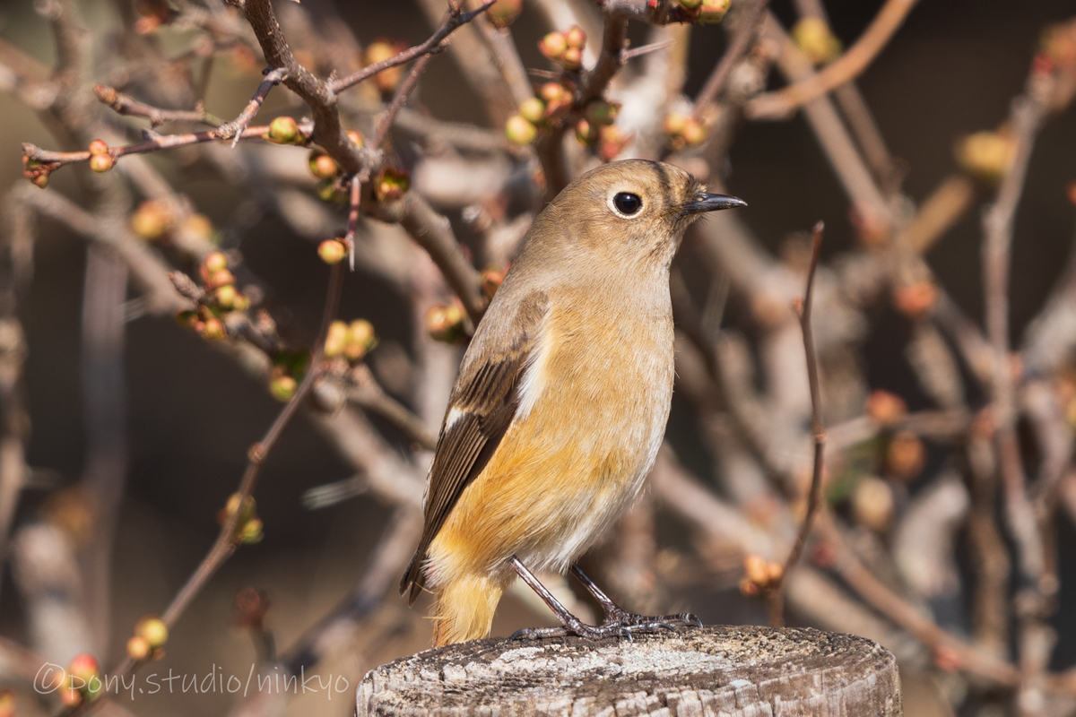 f:id:pony3:20210210183407j:plain