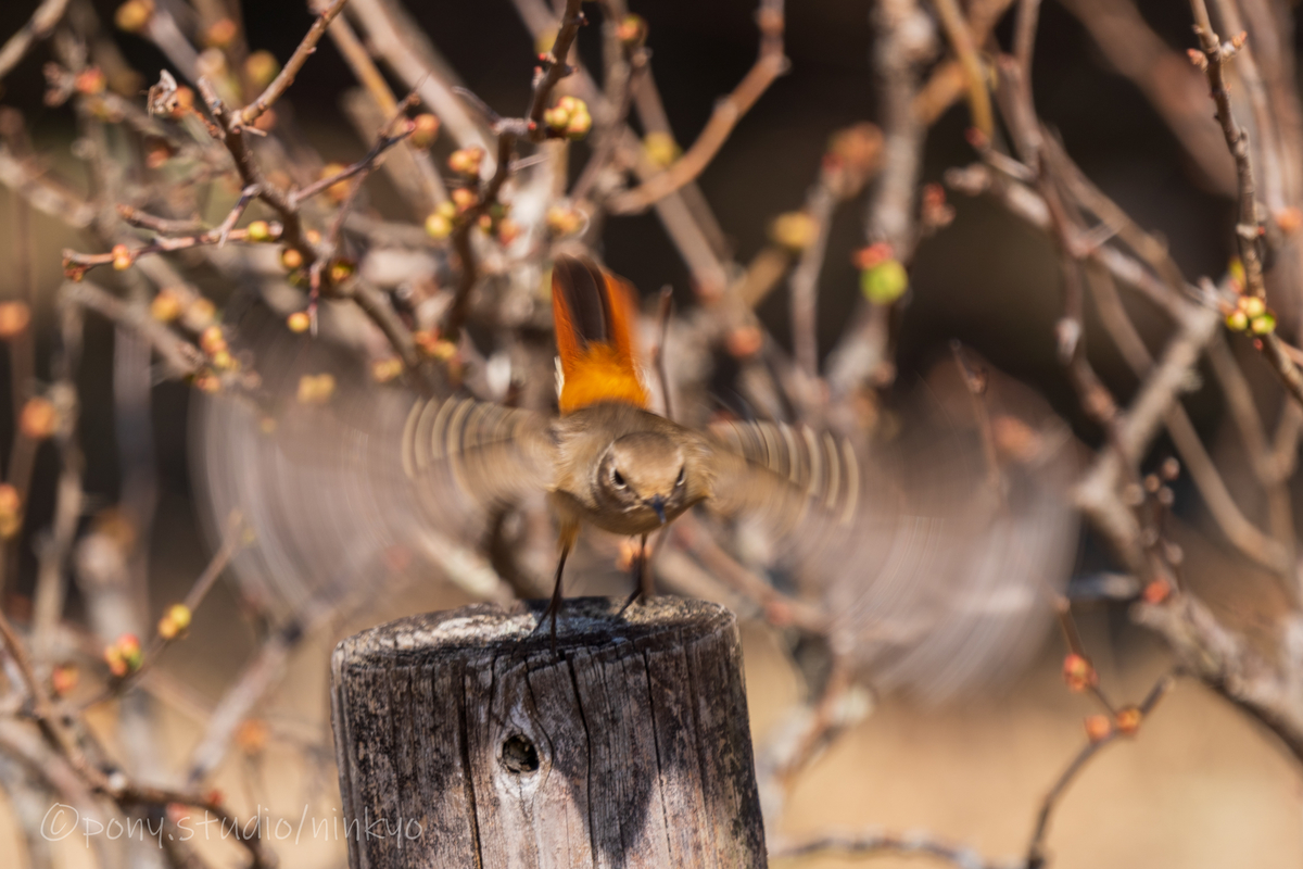 f:id:pony3:20210210183426j:plain