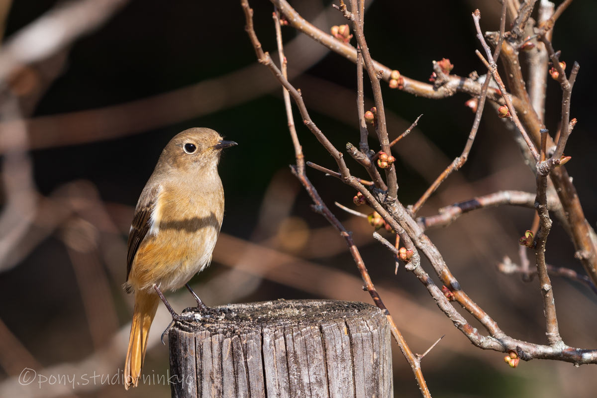 f:id:pony3:20210210183442j:plain