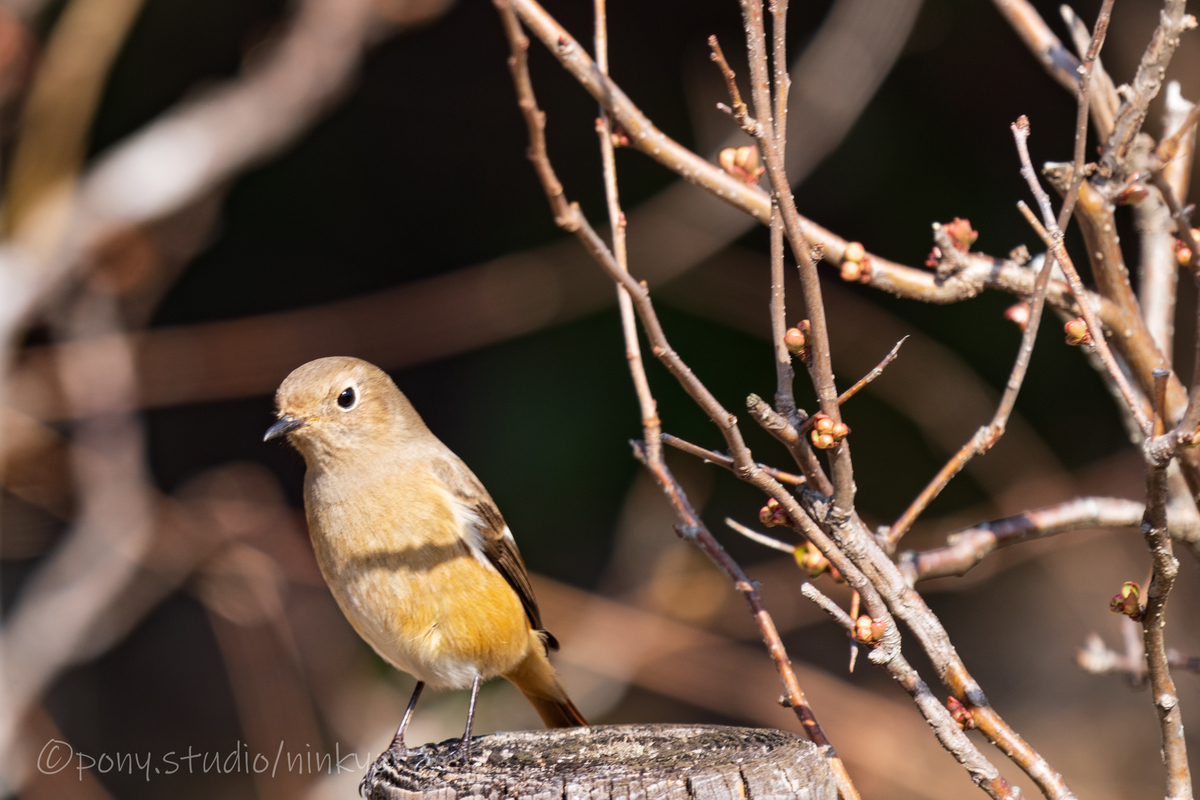 f:id:pony3:20210210183502j:plain