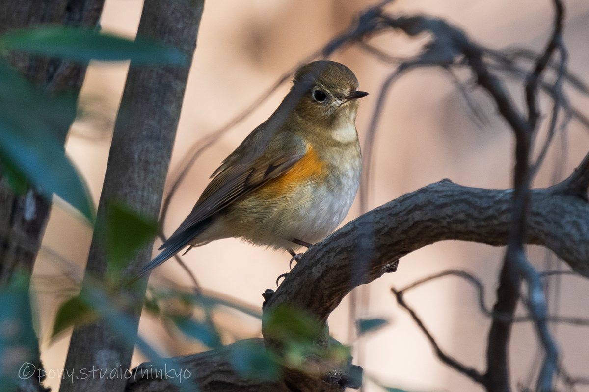 f:id:pony3:20210210183526j:plain